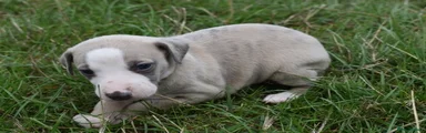 Whippet 1