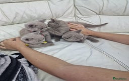 British Shorthair cats for sale: Pure British Short Hair cutties - Image 12