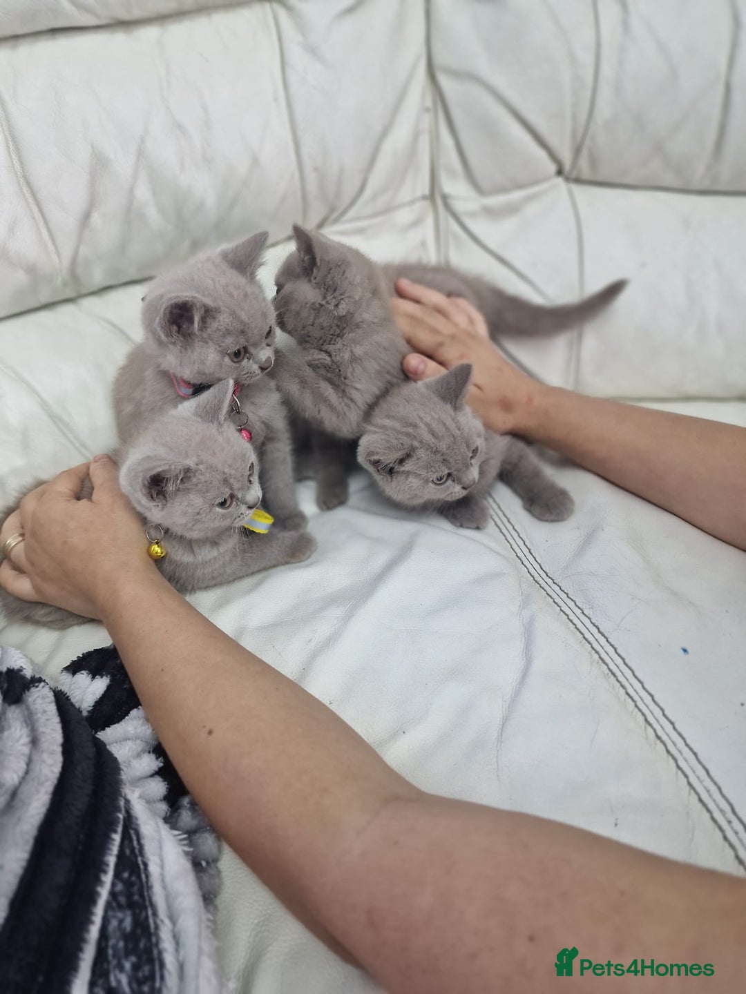 British Shorthair cats for sale: Pure British Short Hair cutties - Image 12