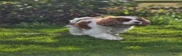 Cavalier King Charles Spaniel dogs for sale: KC Registered Cavalier King Charles Puppies - Advert 18