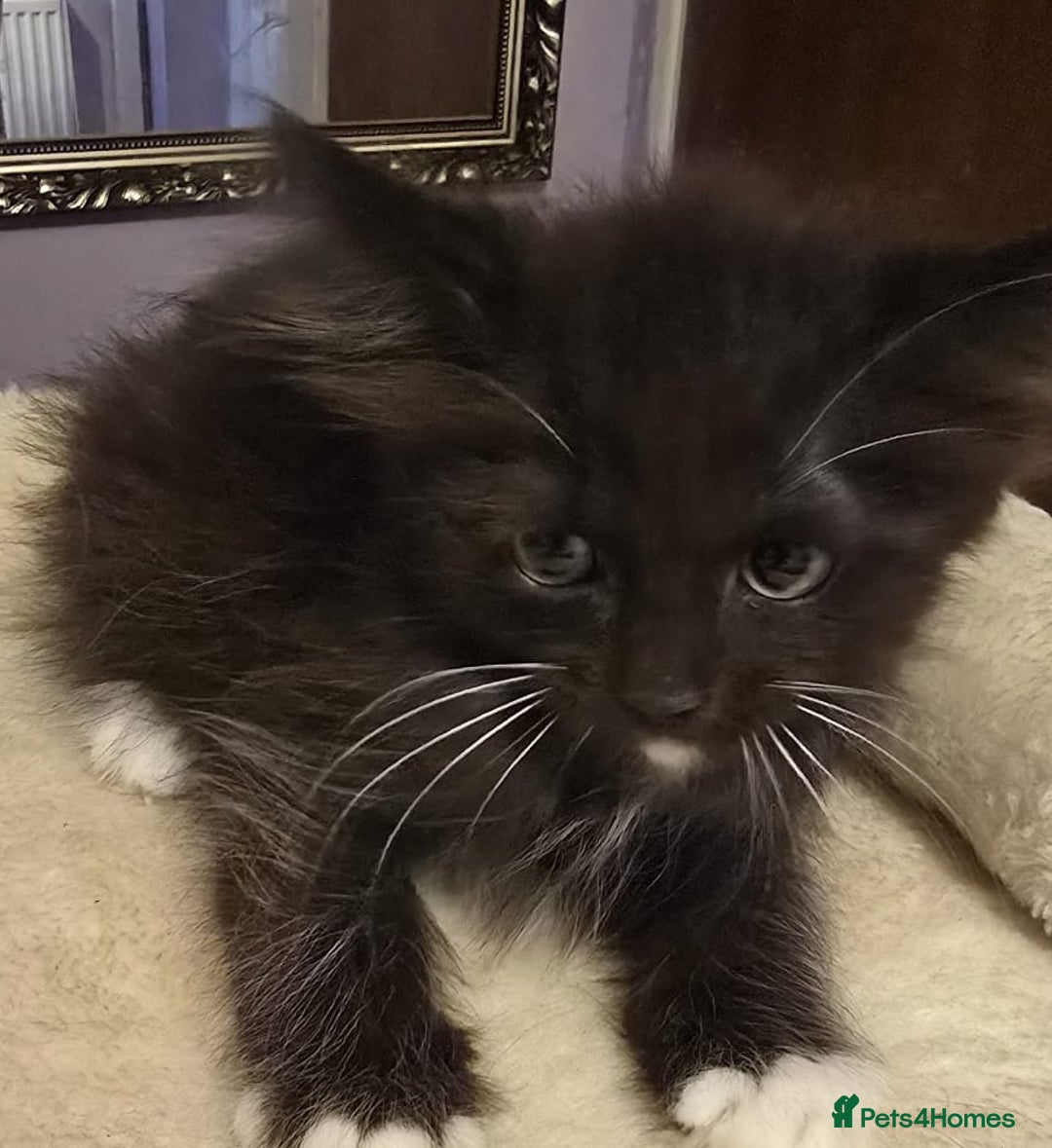Siberian cats for sale: Tested purebreed hypoallergenic Siberian kittensns - Image 18