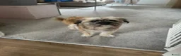 Mixed Breed dogs for sale: Ernie - Advert 9