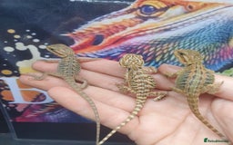 Dragon reptiles for sale: High end bearded dragons at pet prices  - Image 6