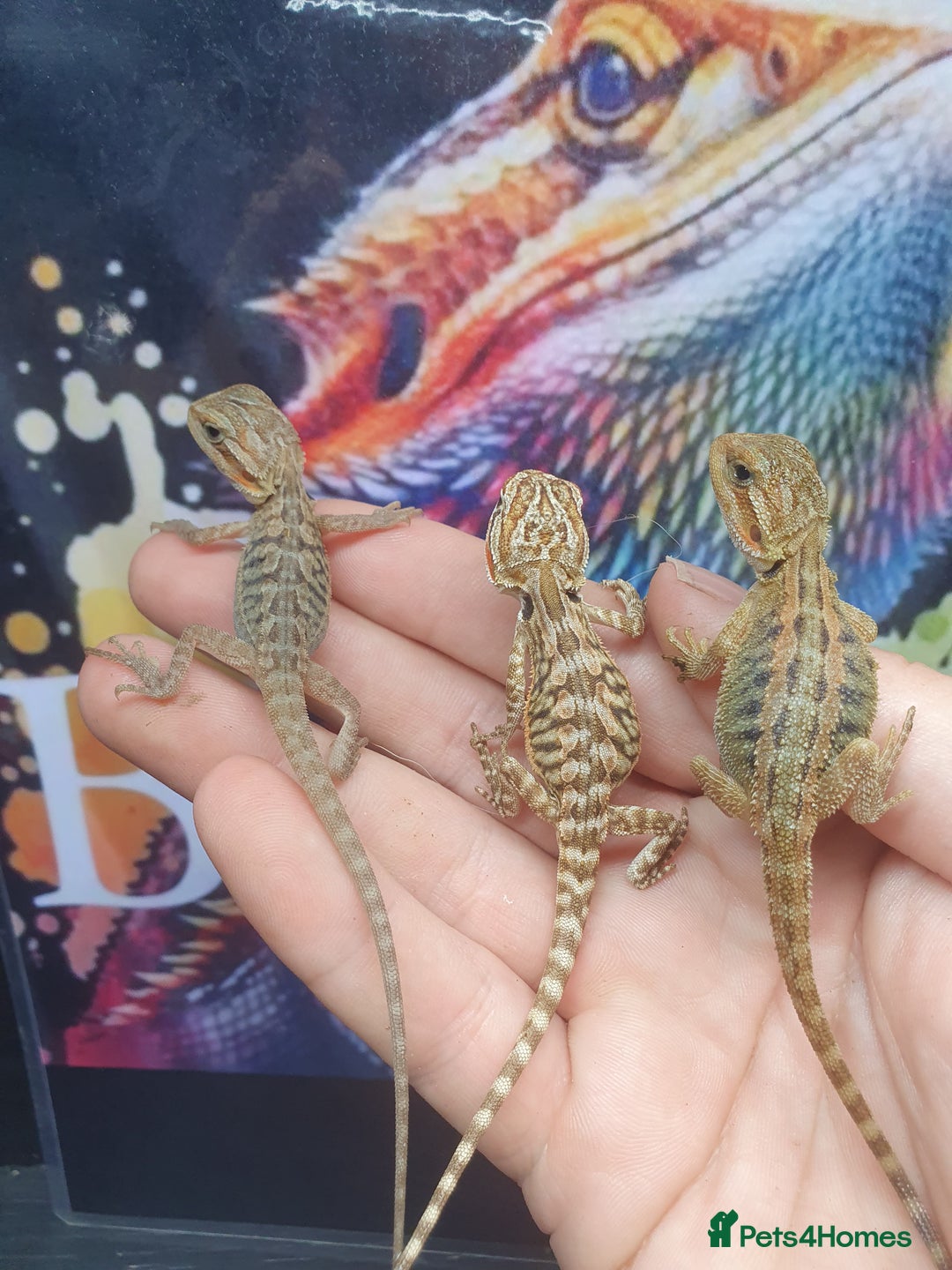 Dragon reptiles for sale: High end bearded dragons at pet prices  - Image 6