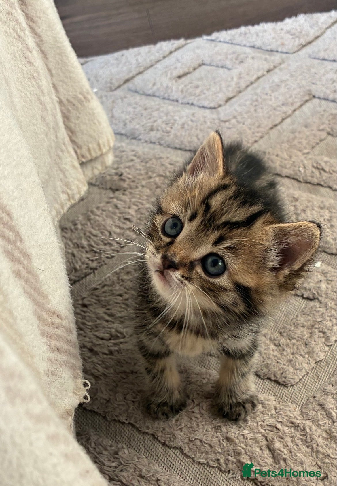 Mixed Breed cats 4 Beautiful Kittens - Advert 6
