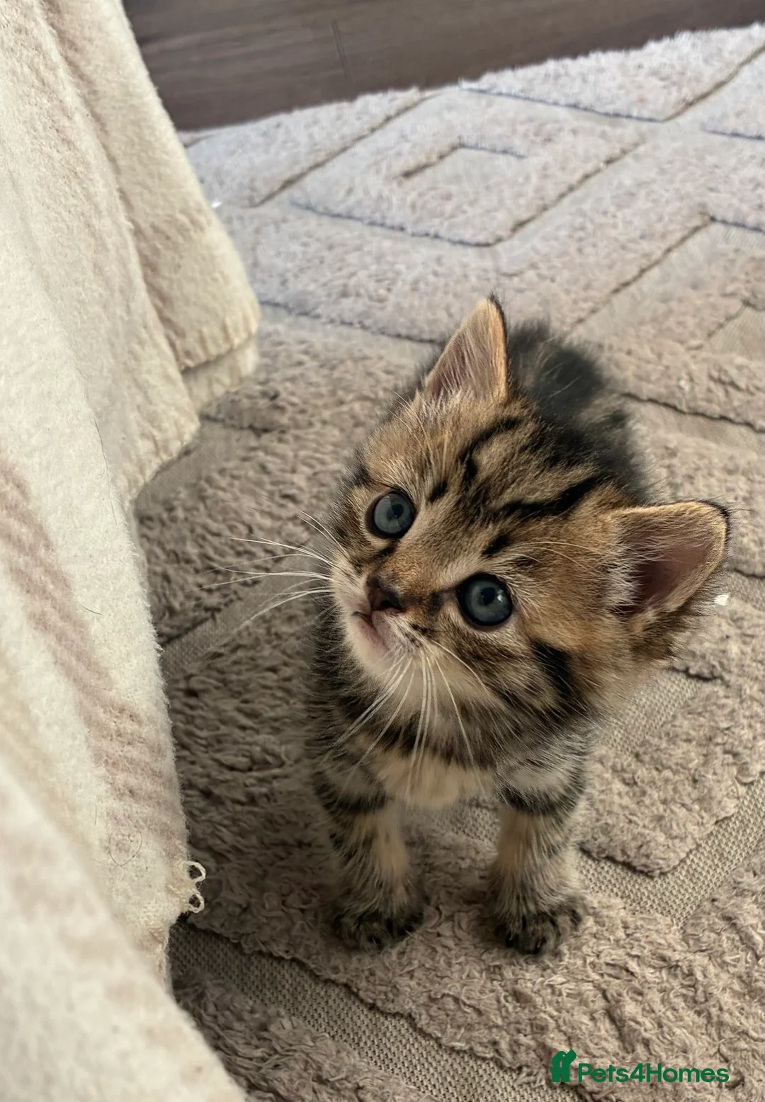 Mixed Breed cats for sale: 4 Beautiful Kittens in Bishop Auckland - Advert 1