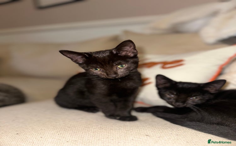 Mixed Breed cats - Advert 12