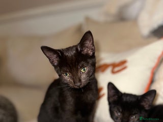 Mixed Breed cats Black kittens - Advert 11