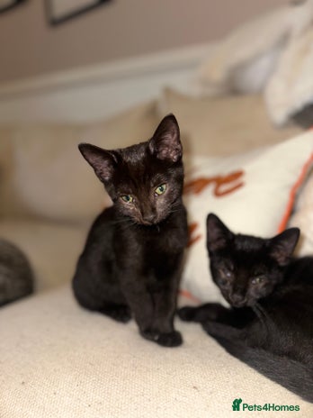 Mixed Breed cats - Advert 12