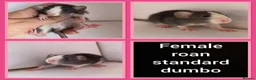 Rat rodents for sale: Adorable baby rats for sale  - Advert 27