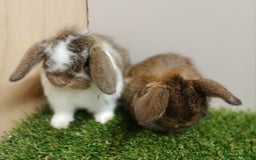 Mini Lop rabbits for sale: Vaccinated wellhandled Mini Lop-please read advert - Image 1