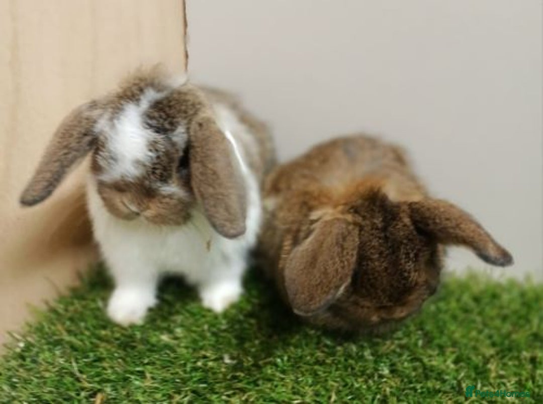 Mini Lop rabbits for sale: Vaccinated wellhandled Mini Lop-please read advert - Image 1