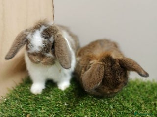 Mini Lop rabbits - Advert 14