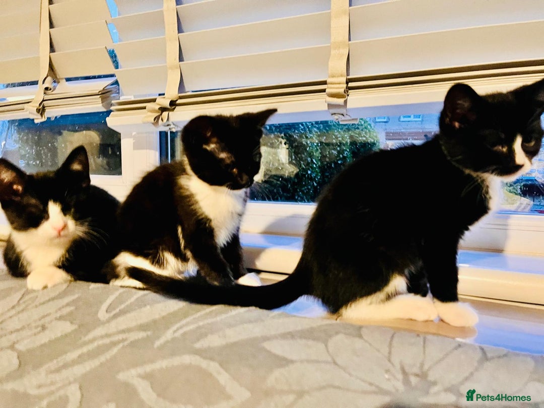 Mixed Breed cats for sale: Beautiful kitten ready to go to new home - Advert 11