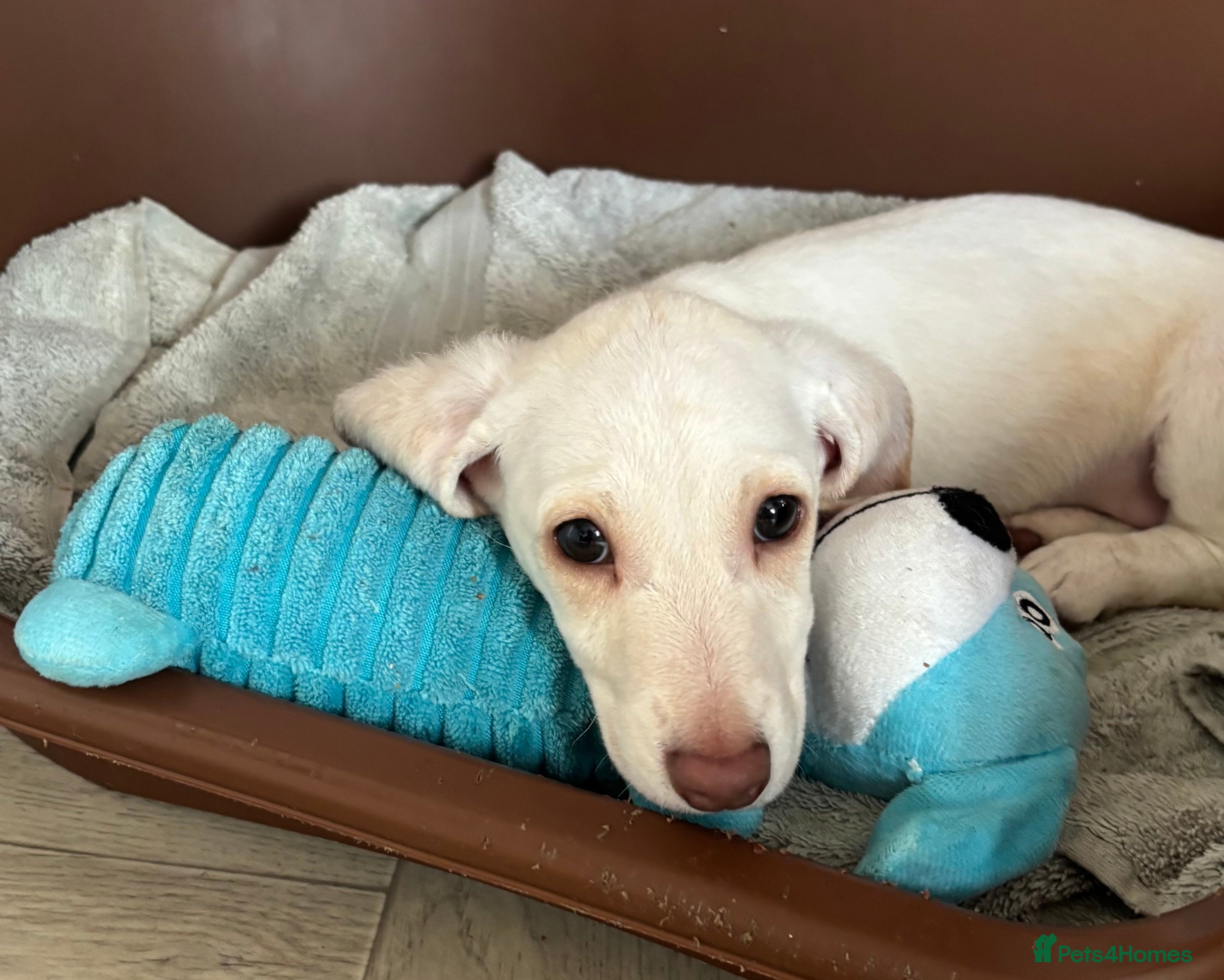 Dachshund dogs Only one gorgeous dachshund boy left! - Advert 6