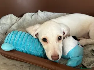 Dachshund dogs Only one gorgeous dachshund boy left! - Advert 6