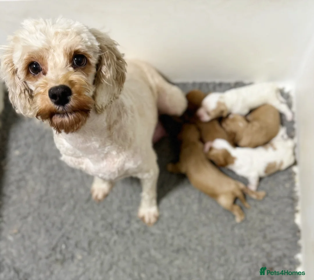 Cavapoo dogs for sale: Stunning F2 cavapoo health tested - Advert 3