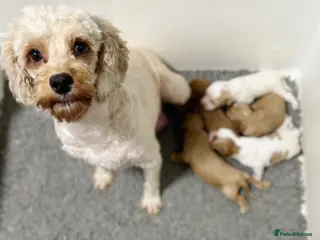 Cavapoo dogs Stunning F2 cavapoo health tested - Advert 7