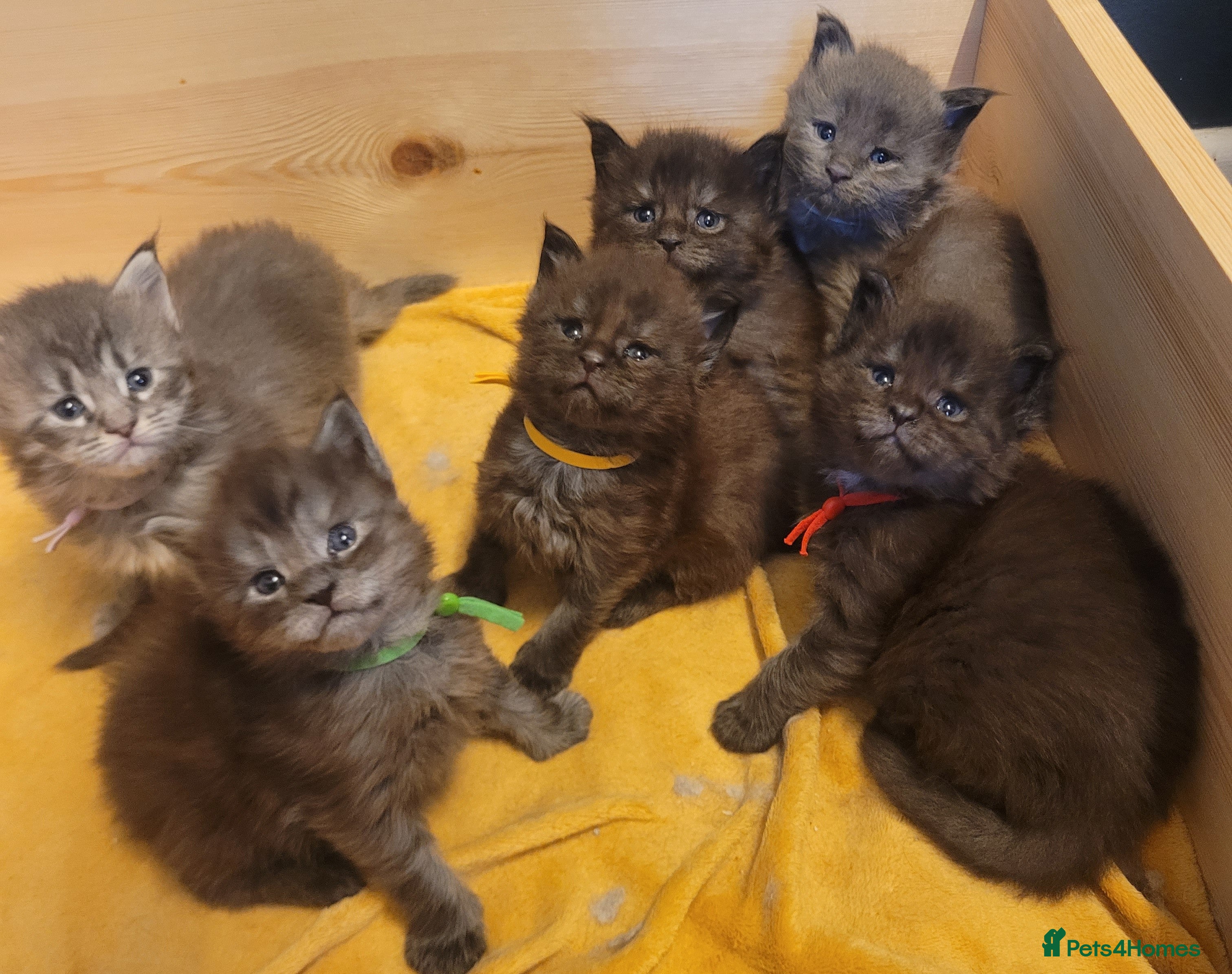 Maine Coon cats STUNNING Maine Coon Registered kittens - Advert 2