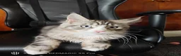 Maine Coon cats for sale: Maine coon Blue eyes + Long Hair - Advert 14