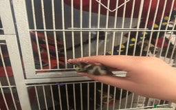 Sugar Glider rodents for sale: Joey sugar glider female.OOP- 16/09/2025 - Image 4