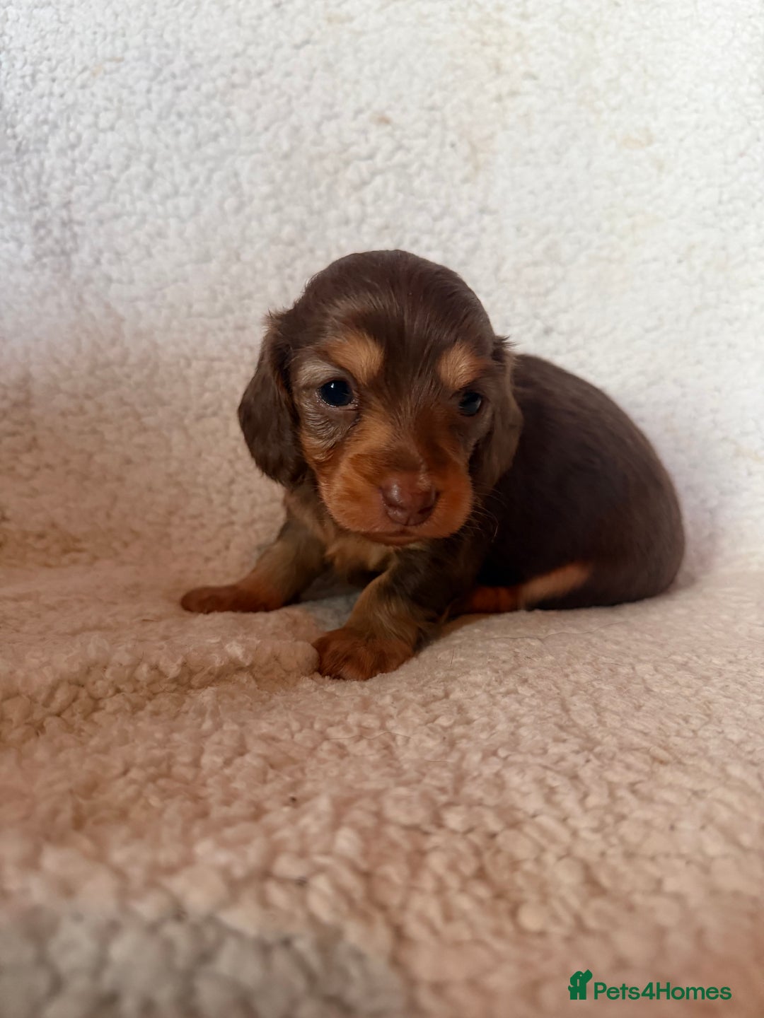 Miniature Dachshund dogs for sale: Beautiful KC silver dapple longhair miniature girl - Advert 19
