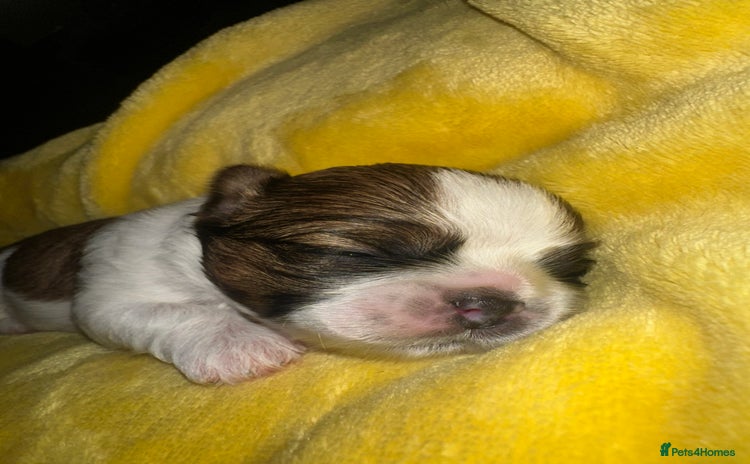 Shih Tzu dogs - Advert 4