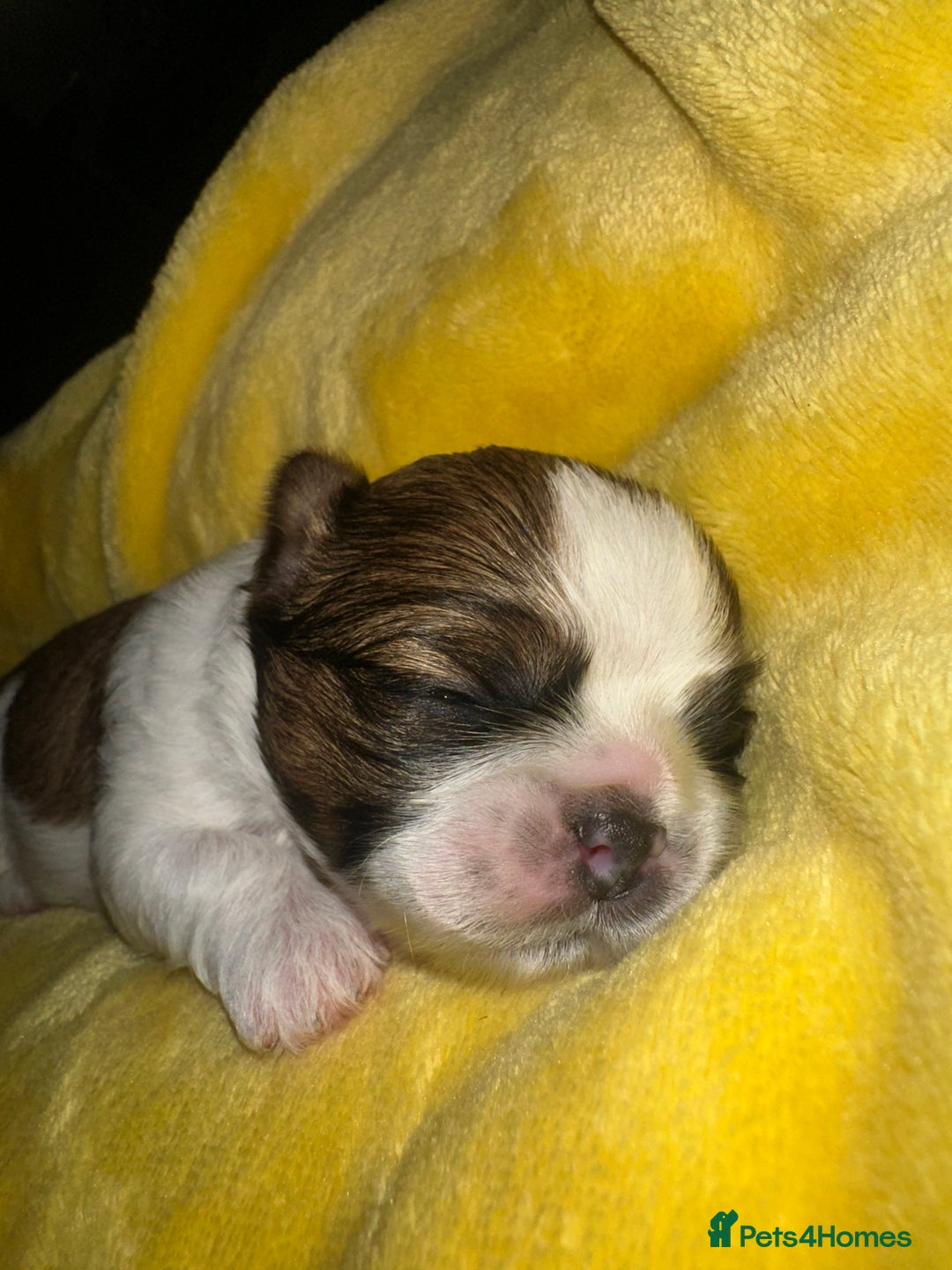 Shih Tzu dogs for sale: NEW Beautiful shih tzu puppies!!  - Image 11