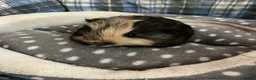 Guinea Pig rodents for sale: Lots of lovely baby boy - Advert 14