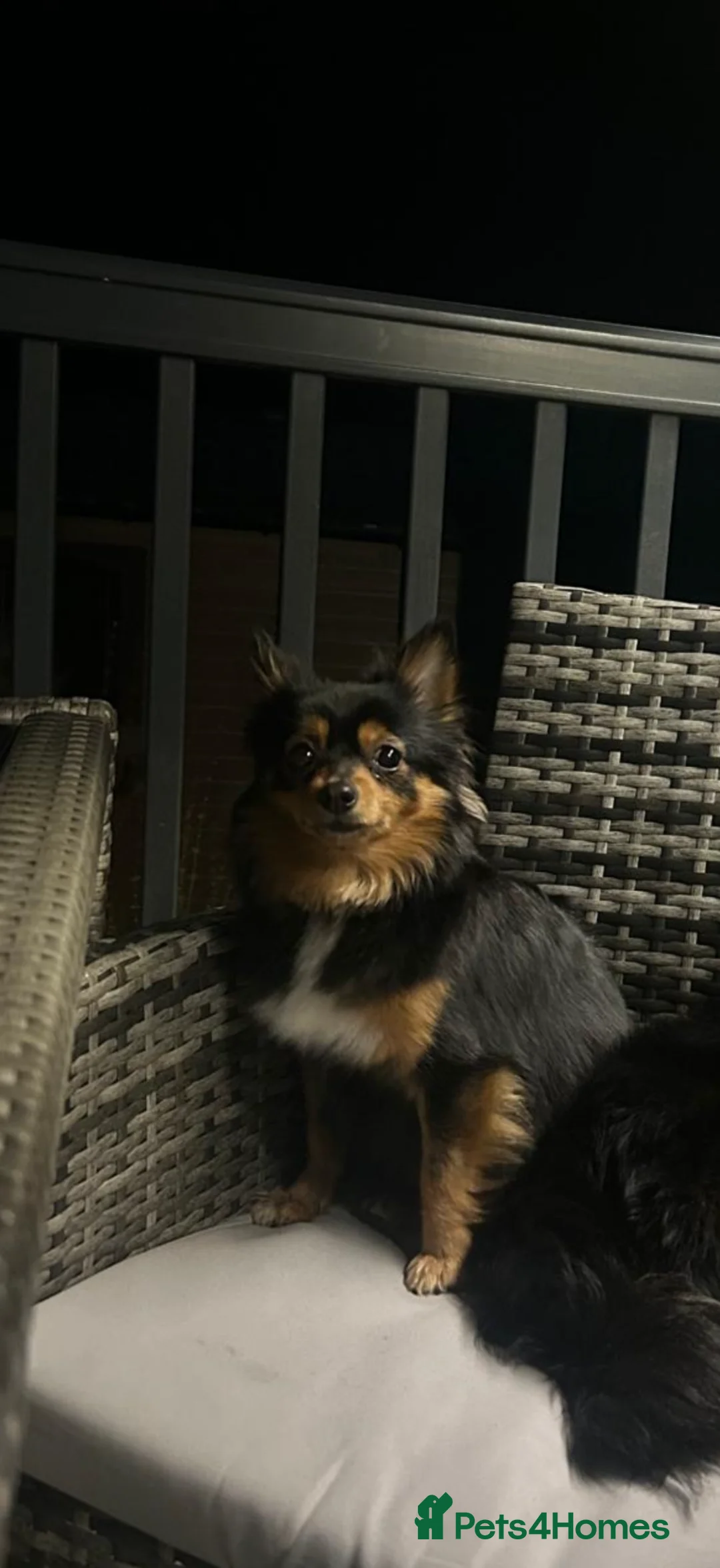 Pomeranian dogs for sale: Fox Face Pomeranian puppies ready to leave  in Liverpool - Advert 5