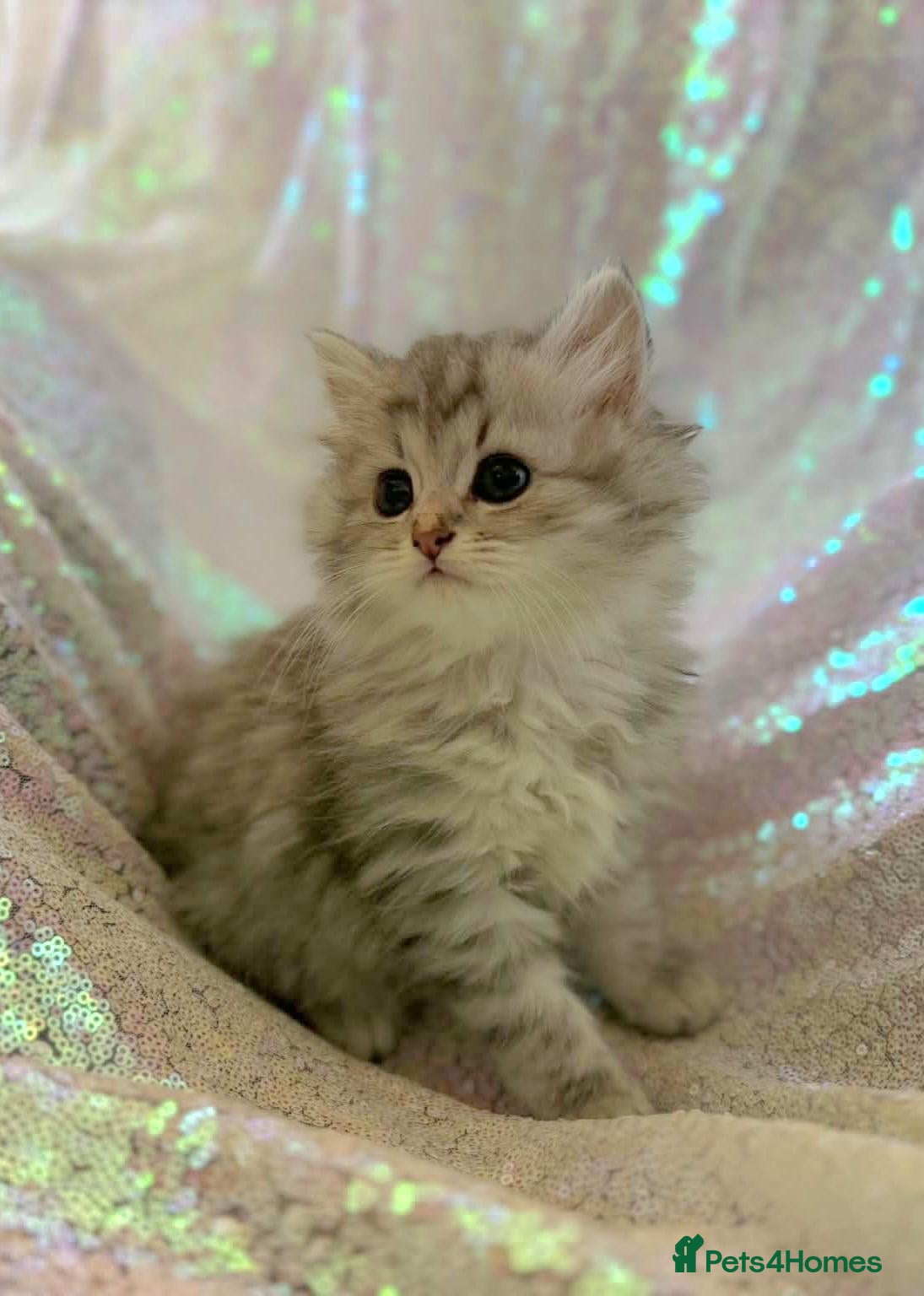 Persian cats for sale: Chinchilla persian kittens - Advert 2