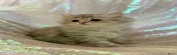 Persian cats for sale: Chinchilla persian kittens in Maidstone - Advert 2