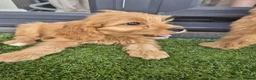 Mixed Breed dogs for sale: Cavapoo puppies in Milton Keynes - Advert 9