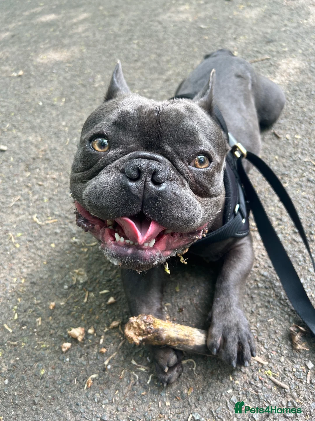 French Bulldog dogs for sale: French bulldog  in Nottingham - Advert 3