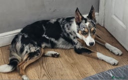 Border Collie dogs for sale: 16 month border collie  - Image 5