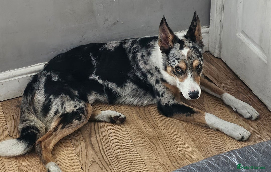 Border Collie dogs for sale: 16 month border collie  - Image 5