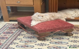 Persian cats for sale: Himalayan Persian cats - Image 9