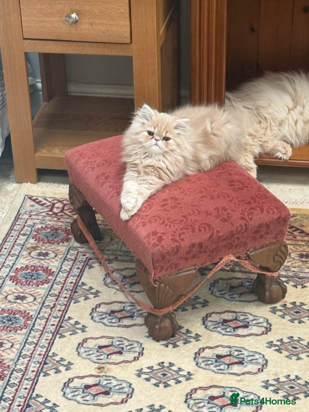 Persian cats for sale: Himalayan Persian cats - Image 9