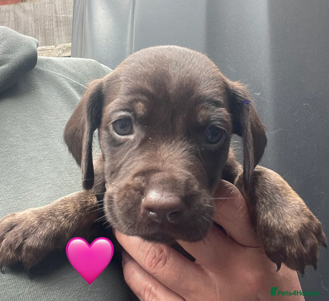 Mixed Breed dogs for sale: Beautiful Cocker GoldMaraner puppies  - Advert 2