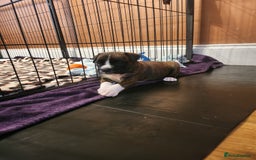 Boxer dogs for sale: 🌟🩷COI 0.5% KC REG BOBTAIL GIRL🩷🌟 - Image 31