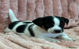 Jack Russell dogs for sale: Quality litter of beautiful Jack Russell puppies  - Image 27