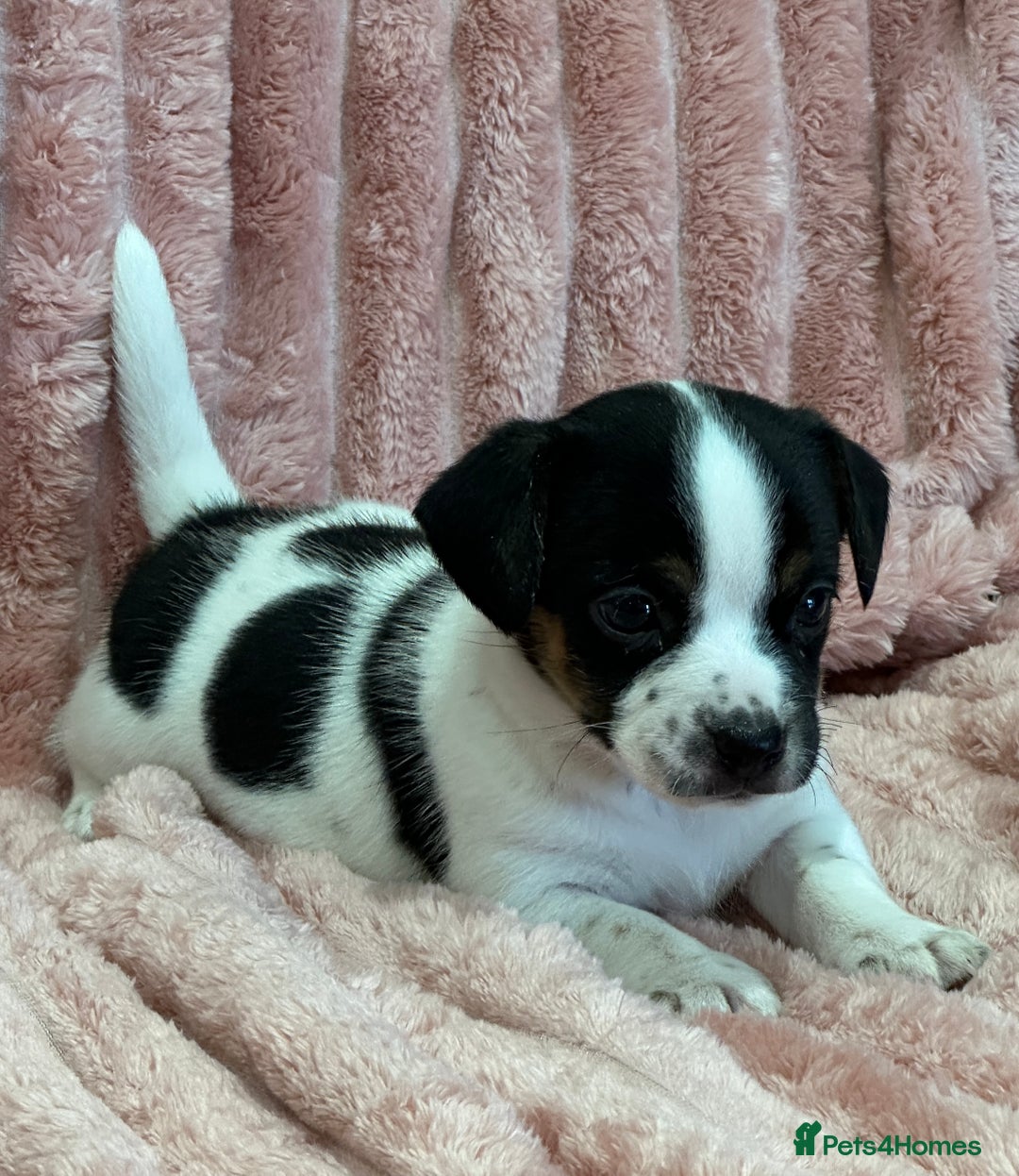 Jack Russell dogs for sale: Quality litter of beautiful Jack Russell puppies  - Image 27