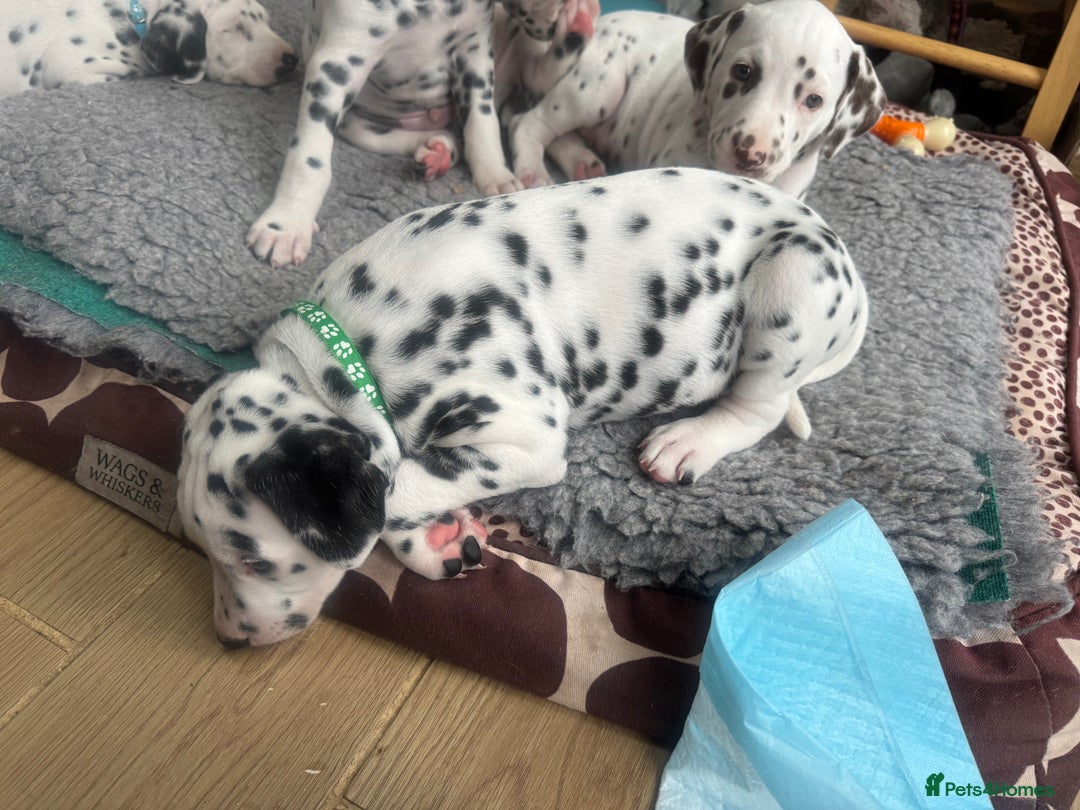 Dalmatian dogs for sale: 7 Dalmatian puppies available  - Image 17