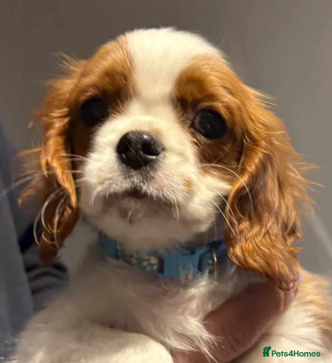 Cavalier King Charles Spaniel dogs for sale: ADORABLE HEALTH CLEAR CAVALIER KING CHARLES  - Advert 18