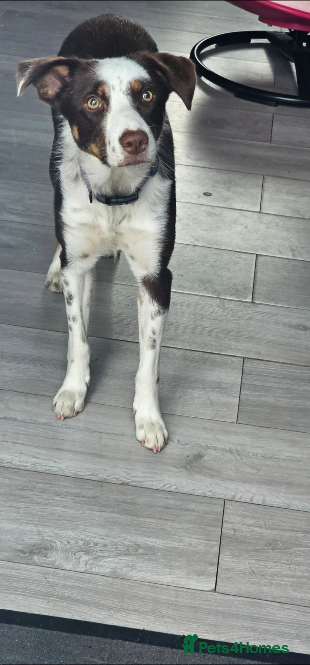 Border Collie dogs for sale: Female border collie  in Bicester - Advert 3