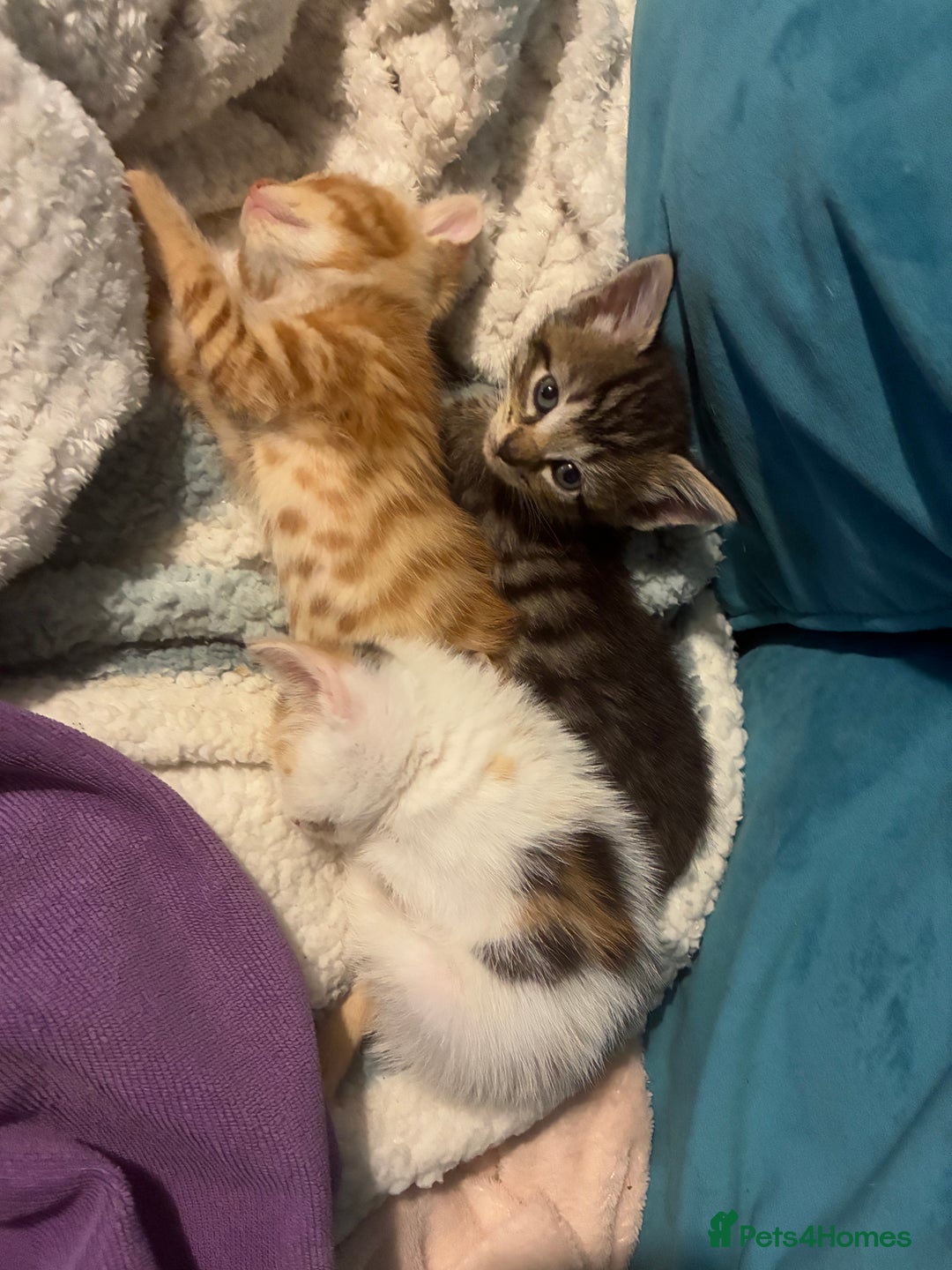 Domestic Shorthair cats for sale: Beautiful ginger & tabby kittens available 20 Dec - Advert 21