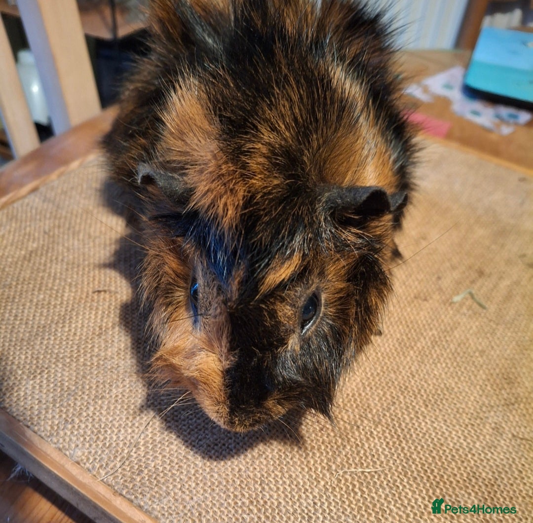 Guinea Pig rodents for sale: Bonded male Guinea pigs  - Advert 2
