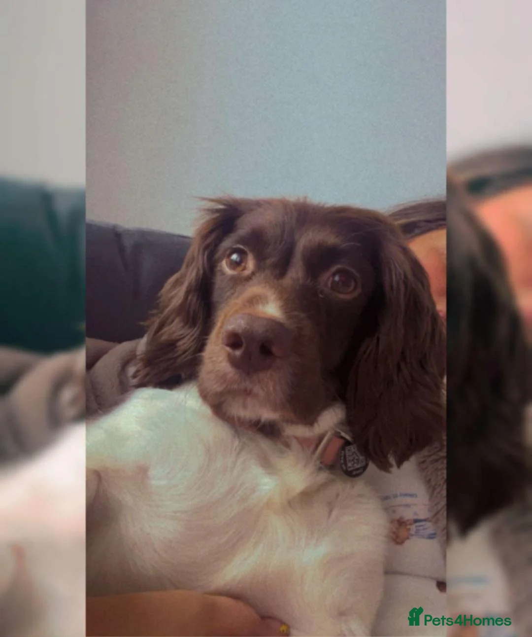 Sprocker dogs for sale: Sprocker puppies in Cowdenbeath - Advert 1
