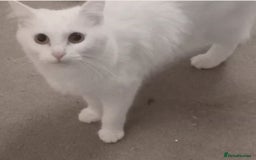 Mixed Breed cats for sale: MIXED BREED TURKISH ANGORA MALE FOR SALE😍 - Image 6