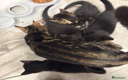 Mixed Breed cats for sale: Kittens for sale  - Image 7